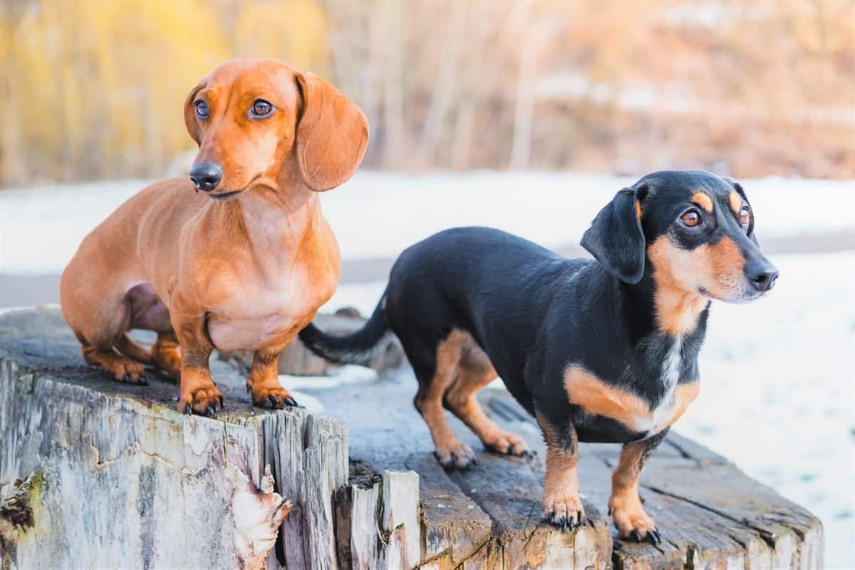 dos perros salchicha de peso ideal con diferentes colores de pelaje