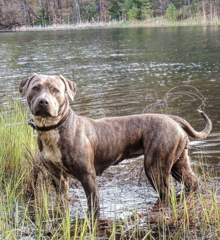 pitbull atigrado azul cerca de un rio