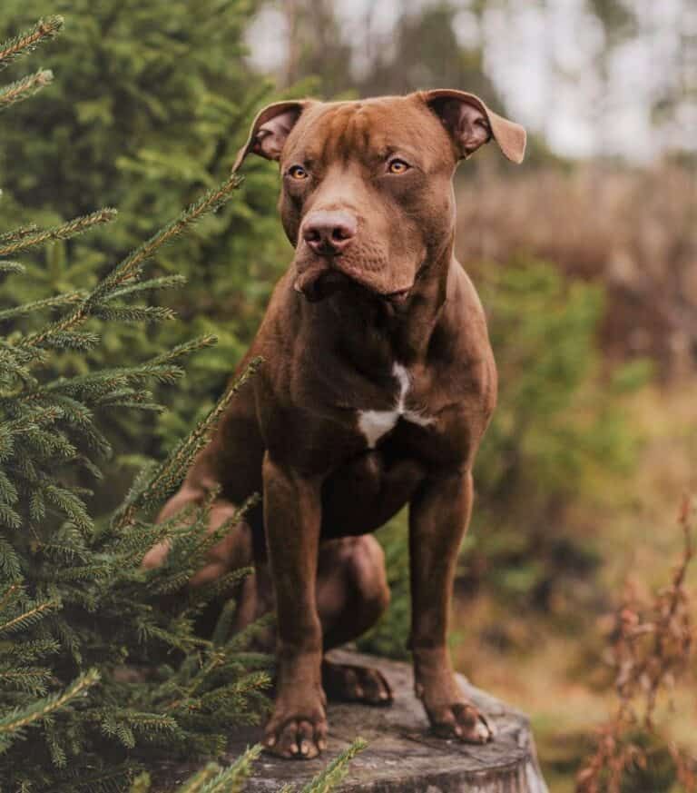 pitbull higado o chocolate sentado en una madera